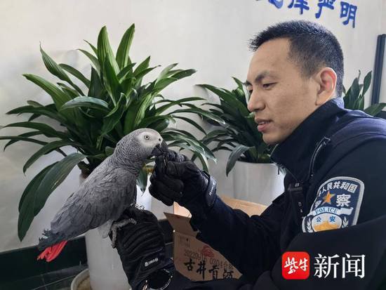 市民捡到“大个子”鹦鹉，竟是保护动物