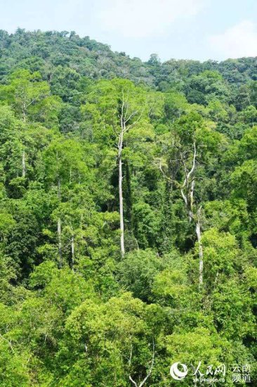 中国被承认有热带雨林，竟是因为它的存在！