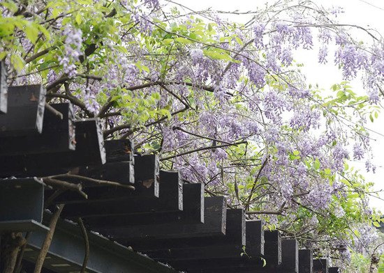 安徽巢湖：紫藤花“浪漫”上线