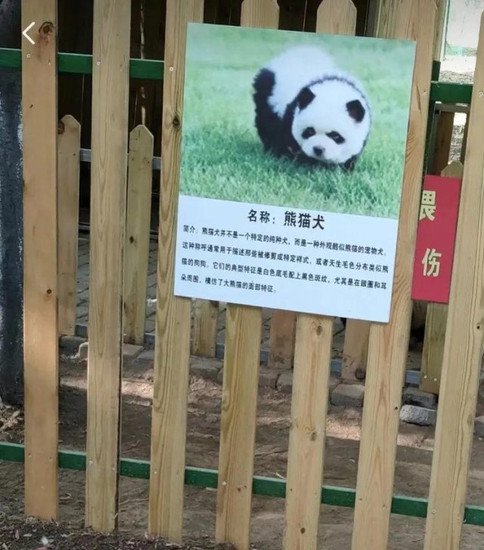 泰州<em>动物</em>园“熊猫犬”引争议 回应：特地引进，引进时已染色