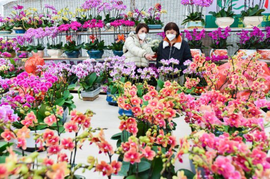 产值110亿元！潍坊青州打造美丽“花卉王国”