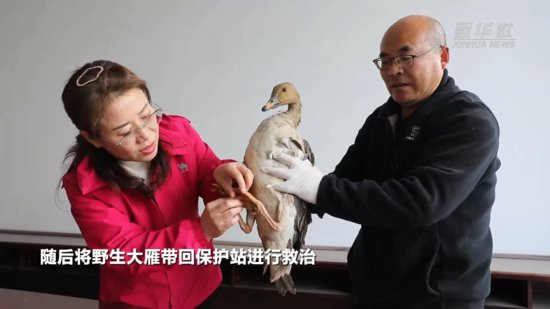 河北平泉：国家二级保护动物野生大雁获救