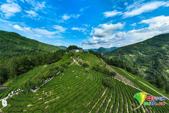 茶旅融合促发展 陕西安康紫阳书写“富硒茶”里的致富经