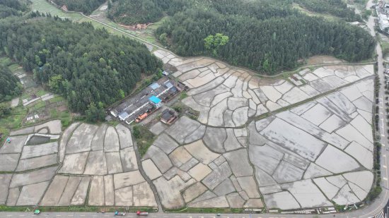 清明雨霁好插秧，韶关始兴澄江镇2000亩水稻全程机械化种植