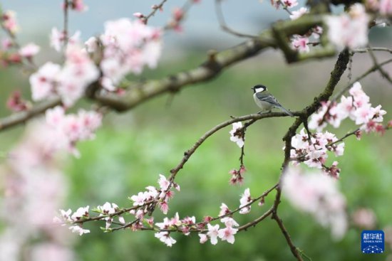 贵州：二月湖水清 家家春鸟鸣