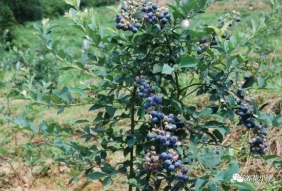 <em>北方院子里</em>，也能地栽蓝莓，做好这些细节，果实挂满枝头
