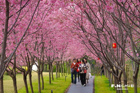 春风吹暖“花经济”——福州各地繁花盛放拉动农文旅融合发展
