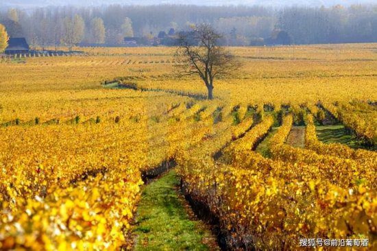 法国卢瓦尔河流域酒乡之旅，深度了解卢瓦尔河流域葡萄酒产区