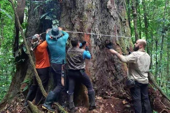 亚马孙丛林中最高的树被发现，比29层楼还高，但世界最高树不是...
