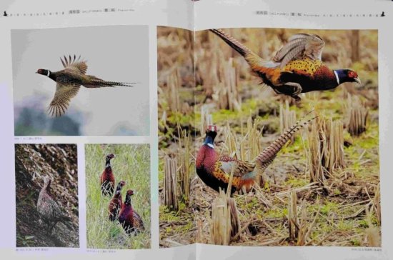 大美永安 物种丰富：《永安天宝岩鸟类图鉴》正式出版