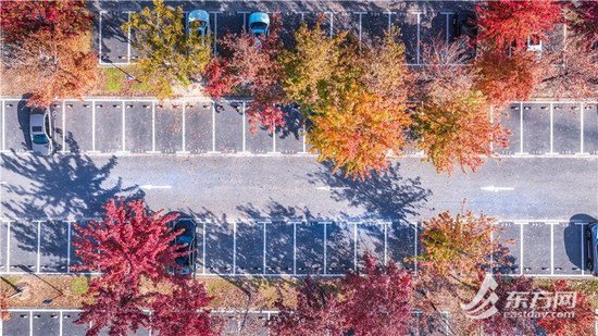 上海辰山植物园打造“最美生态<em>停车场</em>” 渐变色叶惊艳深秋