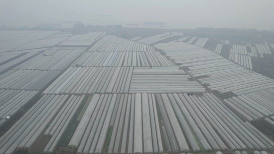 新电商助力农产品多多上行，南京人每天“吃”掉超万斤芜湖椒