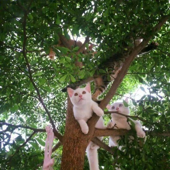 网友坐树下听到头顶有声音，紧张抬头却瞬间被萌翻，<em>好多猫</em>！