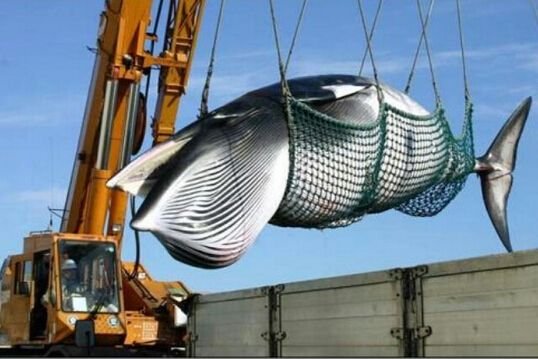 <em>日本残忍</em>捕杀鲸鱼只为科研需要 是真是假？