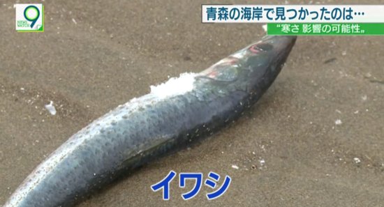 日本海岸出现<em>诡异自然现象</em> 鱼尸体散遍布40公里