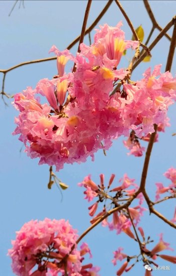新春赏花好去处，茂名这片花海“出圈”了！