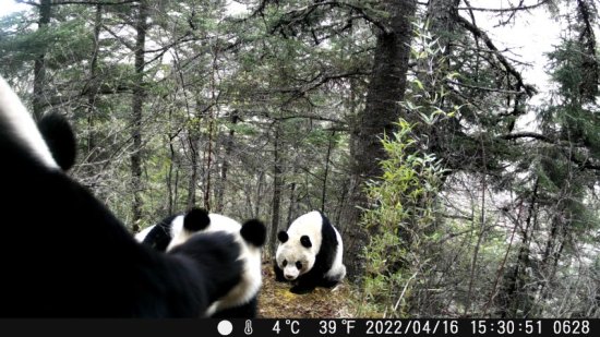 “滚滚”秒变“功夫熊猫” 四川黄龙自然保护区拍到大熊猫求偶...