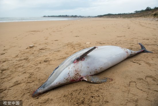 冬季数百只海豚搁浅海岸，法国<em>最高行政法院</em>下令建立禁渔区