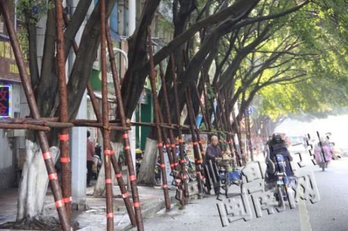 漳州<em>长途汽车站</em>对面 35棵大榕树已完成支撑加固