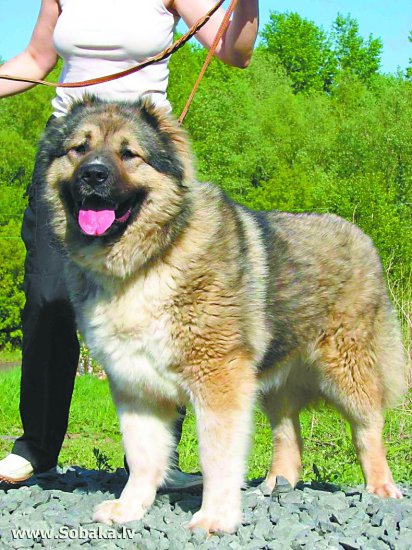 俄罗斯名犬，充满传奇色彩