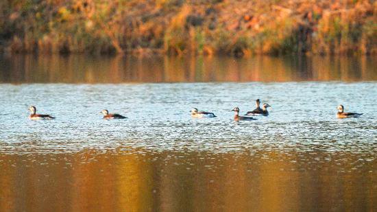 河北衡水湖首次发现长尾鸭 鸟类记录增至334种