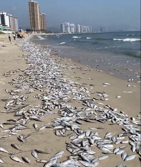 广东一景区海滩出现大面积<em>死鱼</em>，这意味着什么？