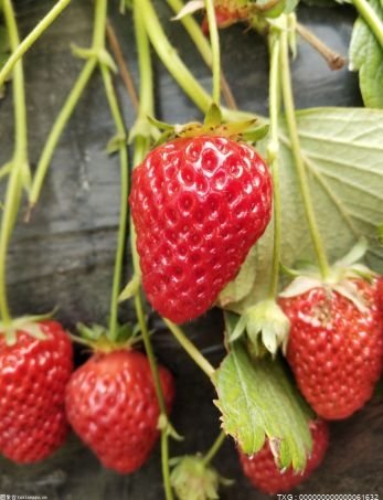 <em>草莓</em>种子可以种出<em>草莓</em>吗？<em>怎么</em>种<em>草莓</em>种子成活率高？