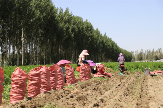 新疆和硕：“金笋”胡萝卜喜获丰收 种植户售卖忙