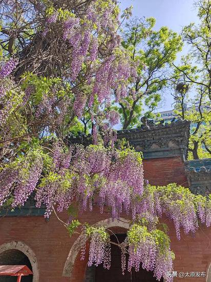 太原：紫藤花如瀑绽放 城市多了浪漫景观