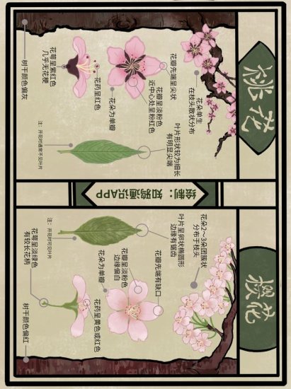 <em>日本的樱花</em>，并不原产于中国