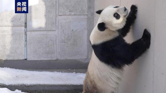 天津动物园熊猫馆重装完成 来看“格格”和“喜乐”的新家玩耍...