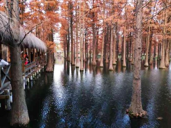 上海唯一的湿地公园，有60多亩“水上森林”，最适合12月观赏