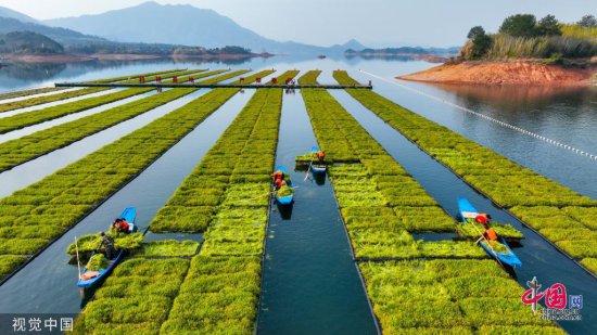 杭州千岛湖“湖上菜园”迎春收 绿芽碧水画面清新生机盎然