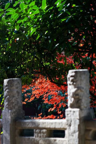 乐·碑林||在西安碑林博物馆，遇见秋冬限定美景