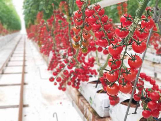 “植物工厂”构建现代农业，新疆实现全季节供应鲜果<em>番茄</em>