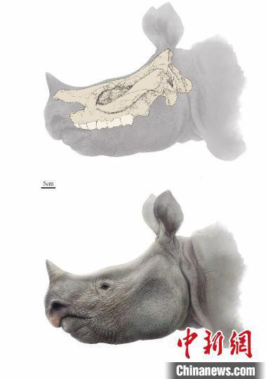 东亚地区首次！中国科学家研究发现约1400万年前翘鼻角犀化石