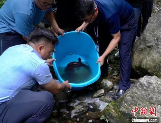 国家二级保护动物！江西庐山救助1.2米长野生“<em>娃娃鱼</em>”
