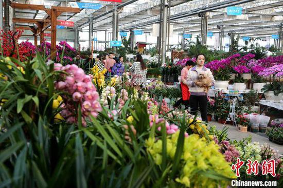 山东鲜花种植催生“美丽产业” 为乡村振兴发展注入新活力