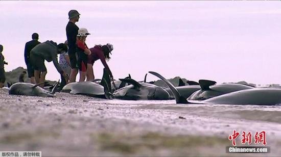 新西兰<em>鲸鱼</em>回家了：逾600头搁浅 半数已脱险
