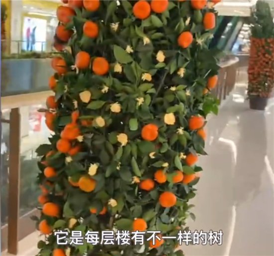 杭州一商场橘子树盆栽被顾客薅秃了 网友：都想知道<em>是不是真的</em>
