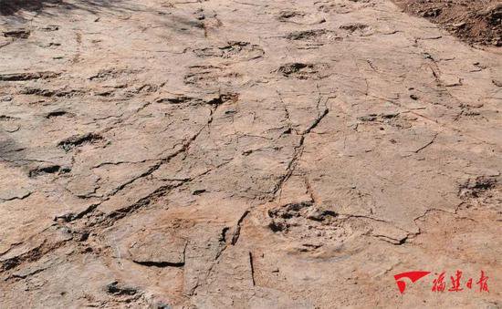 <em>福建</em>发现全球最大的恐爪龙类足迹