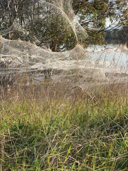 澳大利亚暴雨后洪水泛滥，蜘蛛大量迁移遍地蛛网犹如<em>末日</em>电影