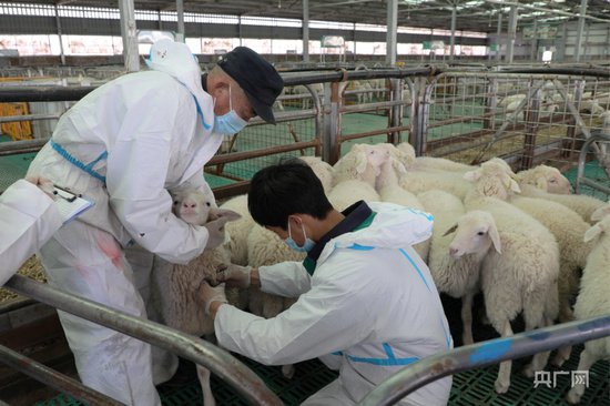 甘肃环县：科技兴羊 农户“羊羊得益”