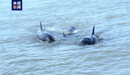 画面温馨！约60只海豚在海警舰艇<em>附近</em>跳跃嬉戏