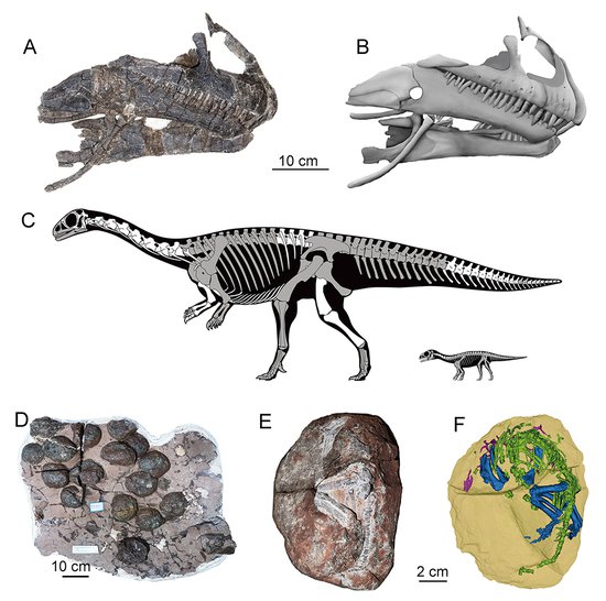 中国<em>最古老恐龙</em>胚胎蛋窝研究揭示<em>恐龙</em>蛋起源