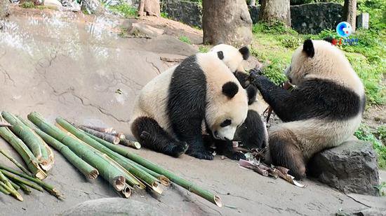 全球连线｜外国驻华使节代表团参访四川：点赞大熊猫保护工作