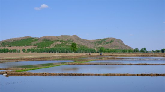 科技范儿参与感十足，是丰景也是风景！兴安盟百万亩水稻插秧忙