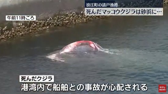 <em>日本</em>福岛渔港现10米长迷路抹香鲸<em> 第二</em>天确认死亡