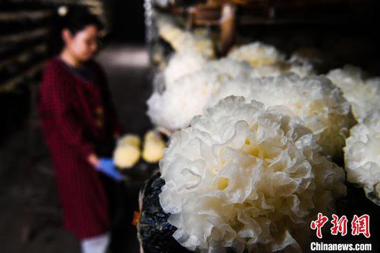 年产3600万斤 河北广平<em>小</em>蘑菇种出4.5亿大市场
