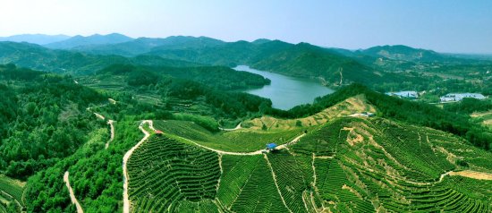 武汉新洲：“茶旅融合”激活乡村振兴新动能